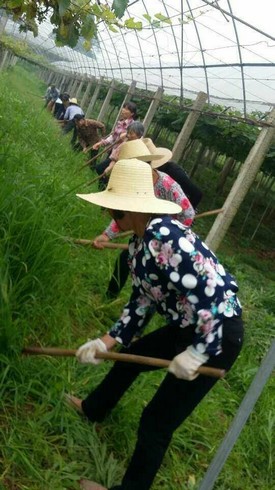 不打除草剂，全人工除草