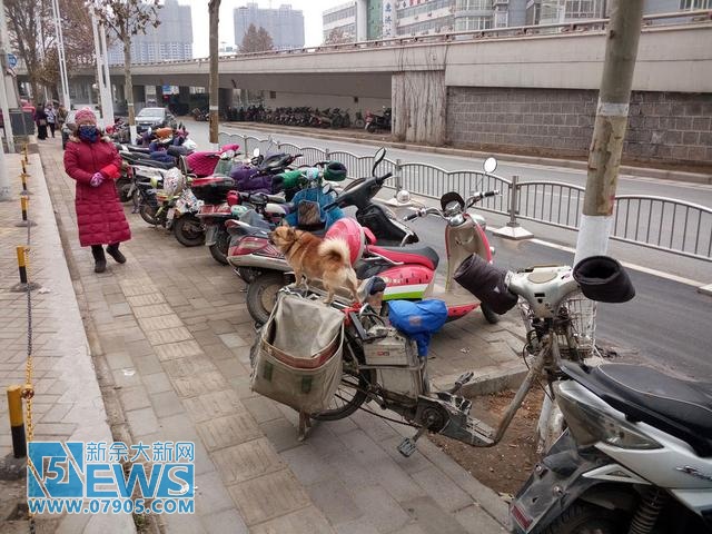 郑州一男子随身带爱犬送快递 小狗帮忙看车