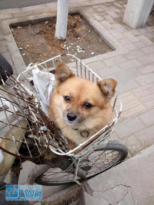 郑州一男子随身带爱犬送快递 小狗帮忙看车