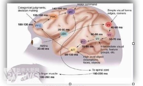 网络直播被严查 机器如何鉴别小黄图？