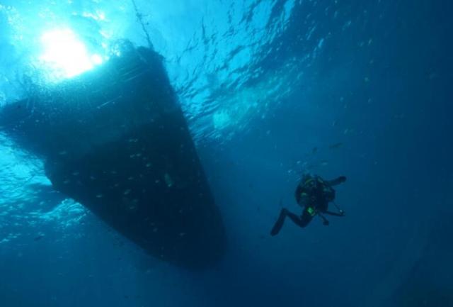 《深海X异种》海底荒岛异种遍地 探寻别样海底奥秘