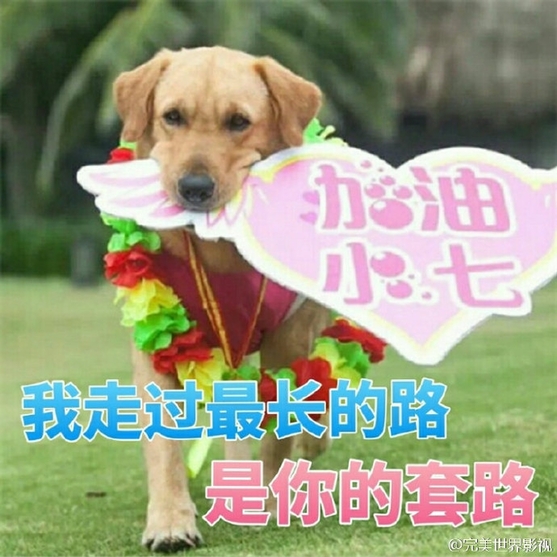 微博四大名狗揭晓，王思聪爱犬人气不敌神犬小七