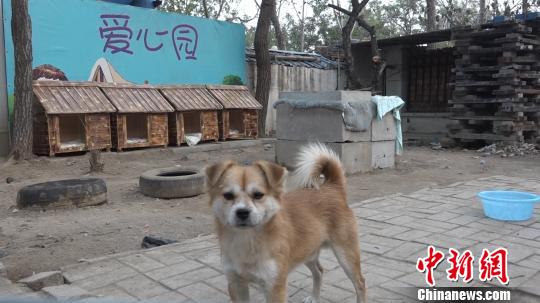 天津师范大学流浪狗收容基地“爱心园”，收容在学校中流浪、以及被弃养的狗。　蔡志坚 摄