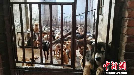 图为民警在盗狗窝点查获的被盗犬只 钟欣 摄