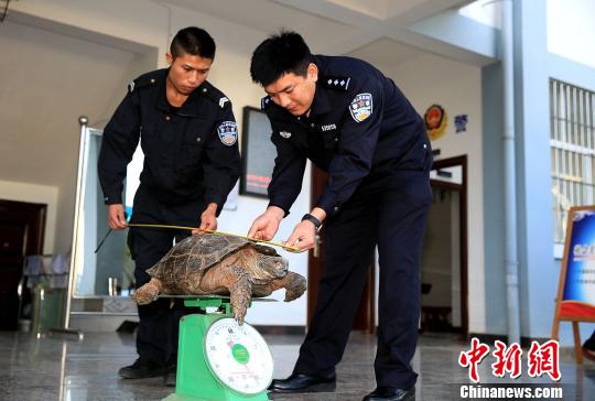 茶厂老板外逃偷养巨龟无人照管西双版纳森警救助