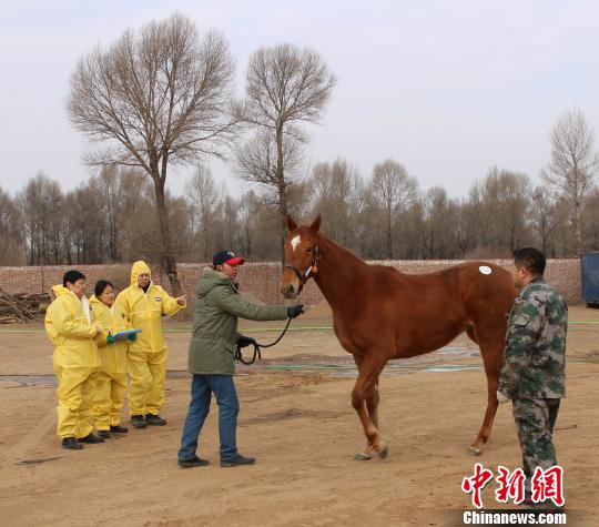 76匹纯血赛马落户山西创中国从爱尔兰进口数量之最