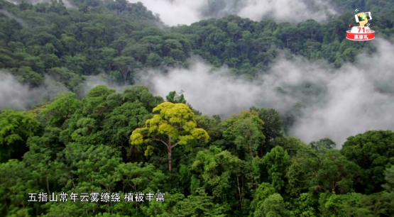 《秘境神草》黎族“药王”展现古法黎术 “救命”野菜谱写民族传奇