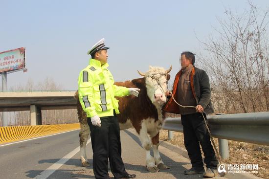 民警在高速上拦下骑牛老汉