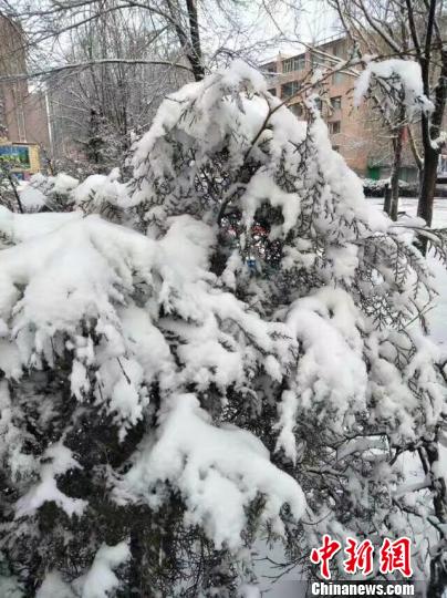 阳春三月飞雪中国北方草原遭遇“假春天”